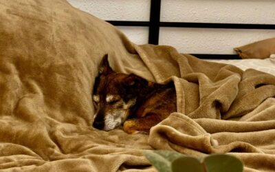 Resuelve los problemas de tu perro: Gestión emocional