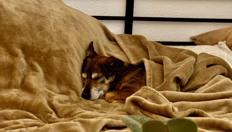 Resuelve los problemas de tu perro: Gestión emocional