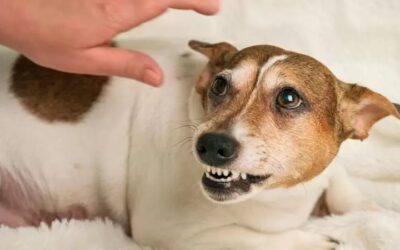 Gruñido: No castigues a tu perro. Necesita ser escuchado