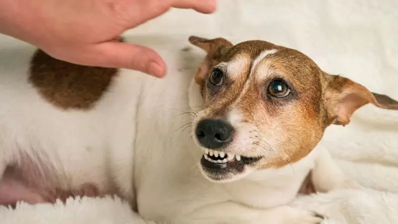 Gruñido: No castigues a tu perro. Necesita ser escuchado